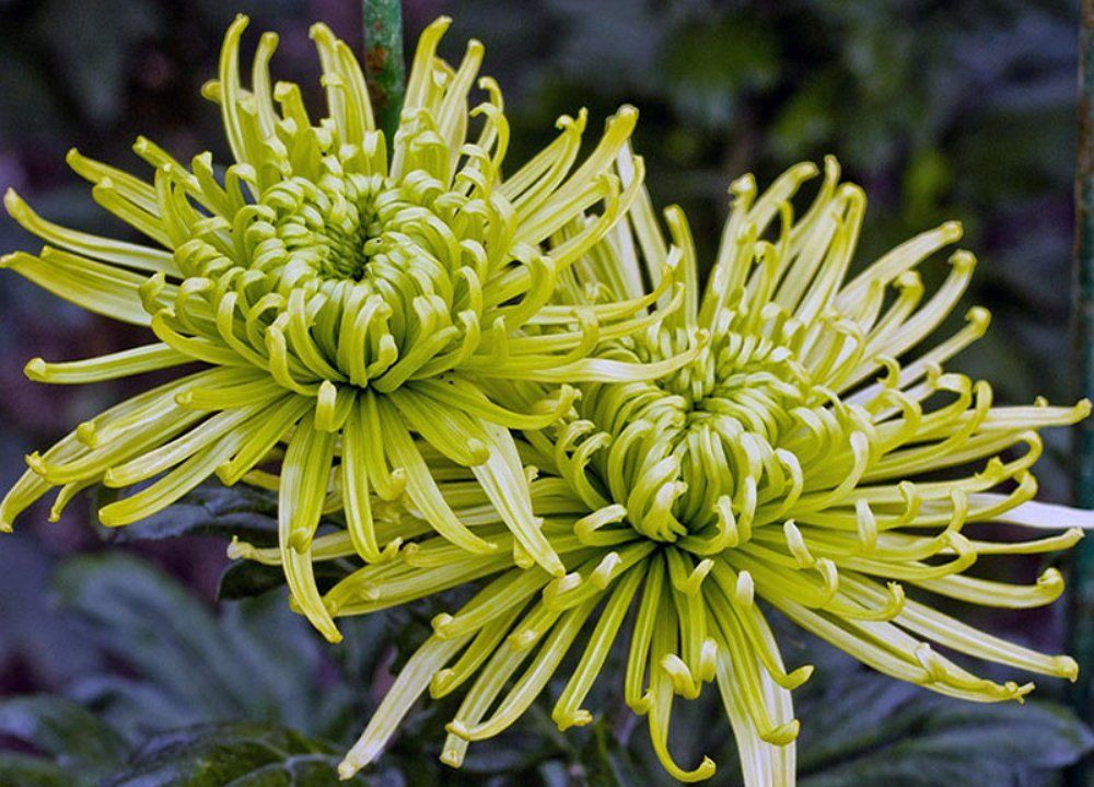 Хризантема игольчатая фото. Хризантема Кремист Еллоу. Хризантема Chrysanthemum. Хризантема Этна. Хризантема Астро зеленая.